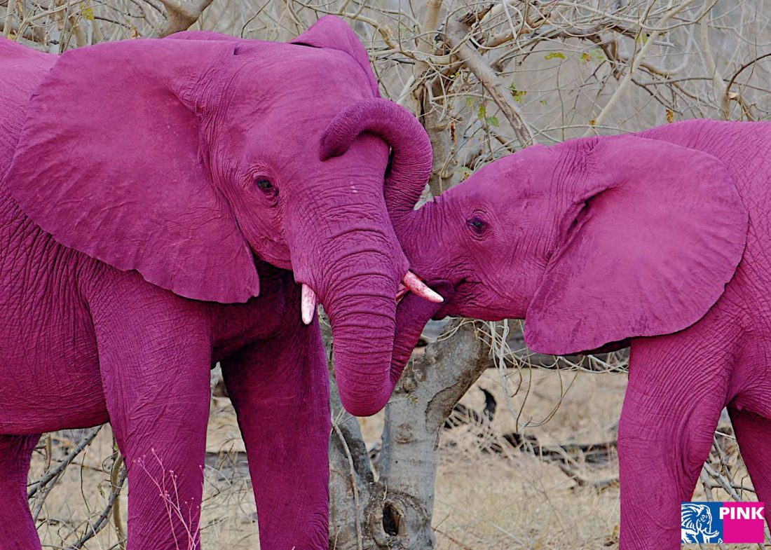Pepperminds Pink Elephant