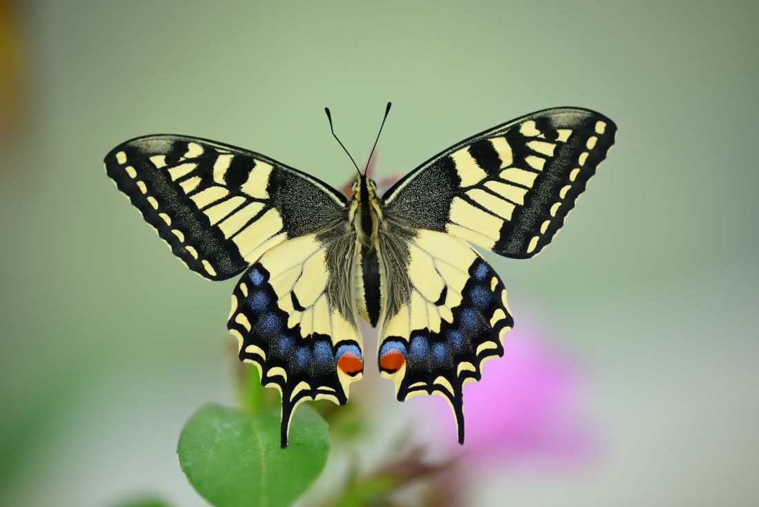 Boeren vlinders inzicht biodiversiteit