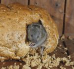 ongedierte wespenplaag mogelijk ratten- en muizenoverlast