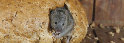 ongedierte wespenplaag mogelijk ratten- en muizenoverlast