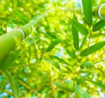 Bamboe brengt energierekening omlaag