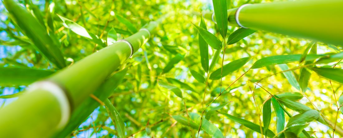 Bamboe brengt energierekening omlaag