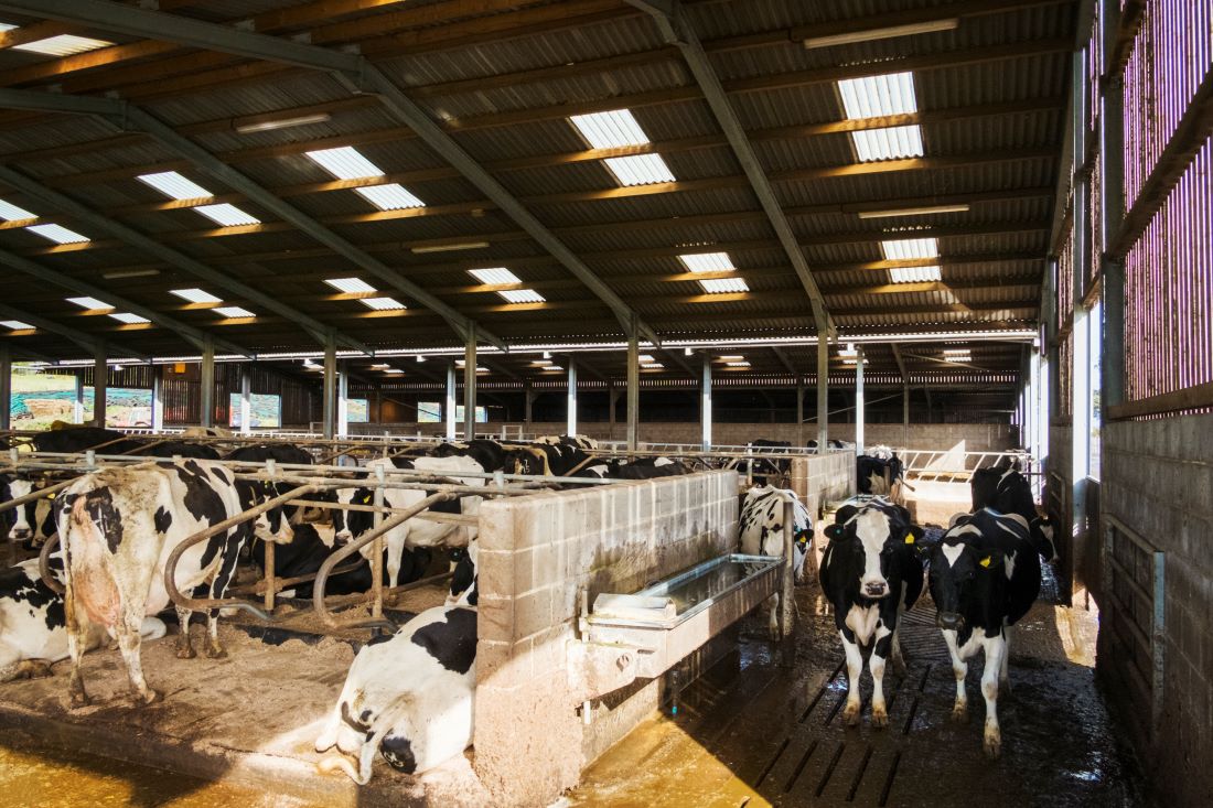 €27 miljoen verduurzamen veehouderij 