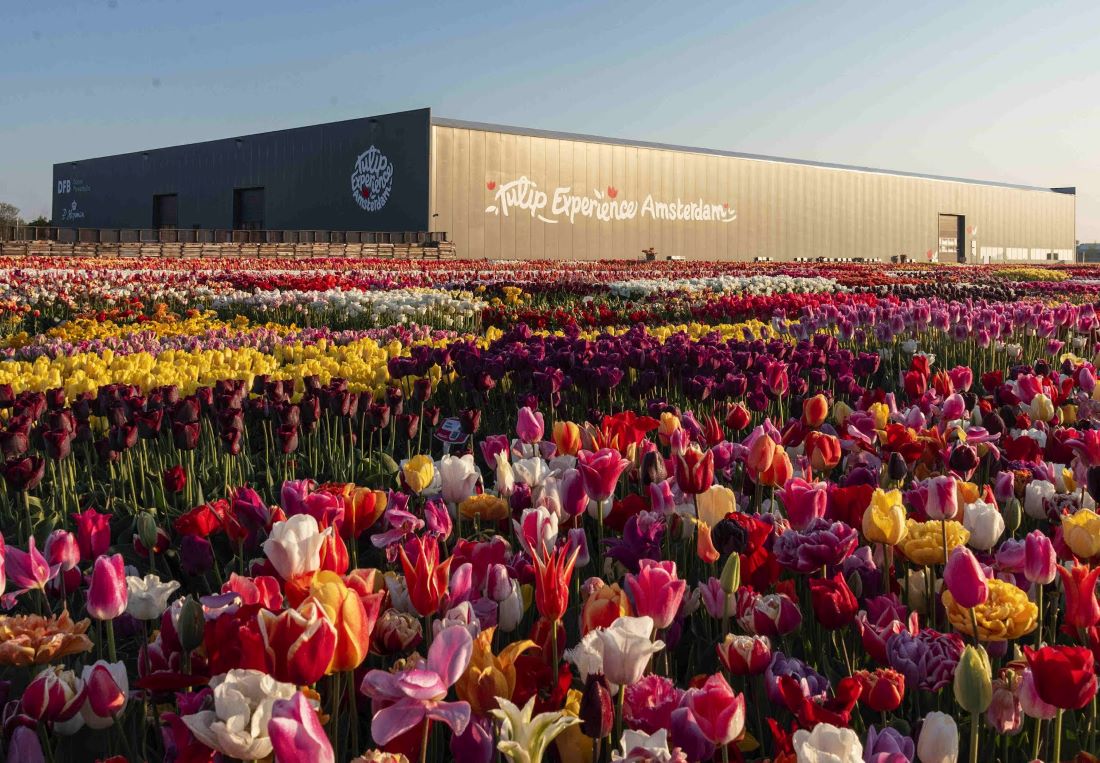 Tulip Experience Amsterdam alternatief 