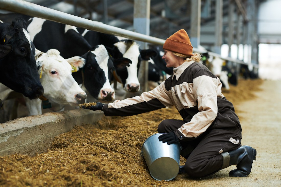 Beleidsregel Grond biedt veehouders nieuw perspectief