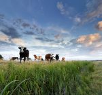 Aanpak piekbelasting van start voor Utrechtse agrariërs