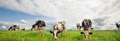Gelderse subsidies voor veehouders die door willen