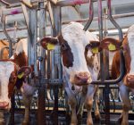 Contactpunt ondersteuning beëindigingsregelingen veehouderijen