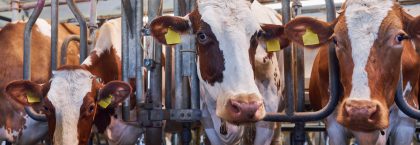 Contactpunt ondersteuning beëindigingsregelingen veehouderijen