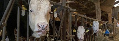 Melk- en kalverhouders krijgen extra tijd voor stalverduurzaming