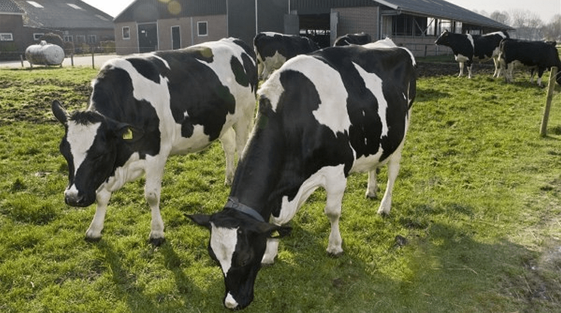 Brabant bevordert innovatie in veehouderij voor ondernemers