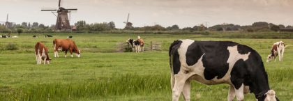Meer budget en langere openstelling voor vrijwillige beëindigingsregelingen veehouderij