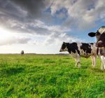 Boeren Gelderland slaan alarm om dodelijk kruid voor dieren