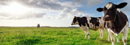 Boeren Gelderland slaan alarm om dodelijk kruid voor dieren